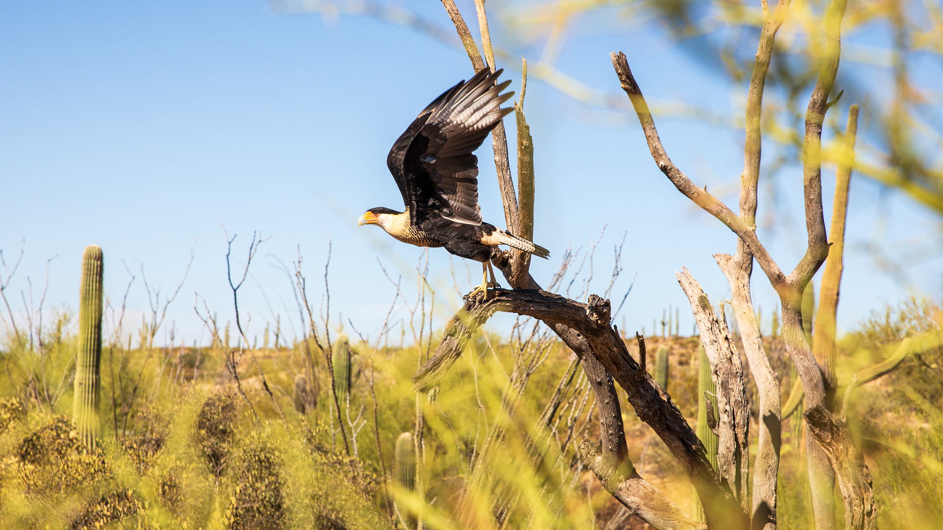  Raptor Free Flight