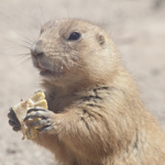 Black-tailed Prairie Dog