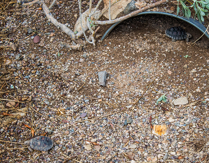 Hatchlings in their habitat