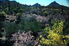 Photo of several Ironwood trees