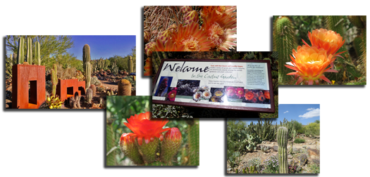 Collage of photos from the cactus garden