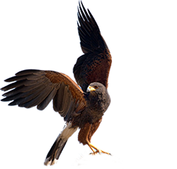 Ferruginous Hawk