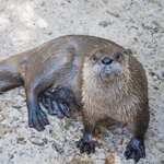 River Otter