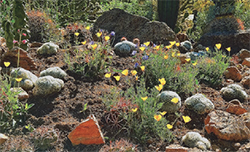 Wildflowers are interspersed with endangered Echinocactus horizonthalonius nicholii - Credit Jason Wiley