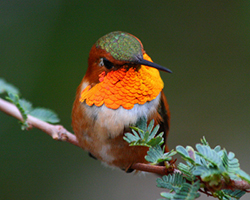 Rufous Hummingbird