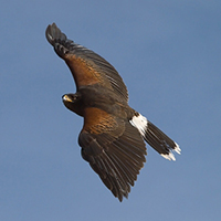 Harris's Hawk