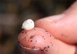 Plastic nodule on finger for scale